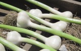garlic