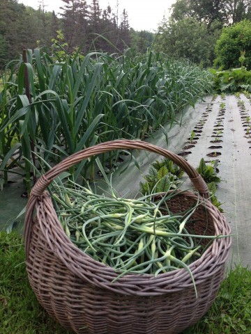 organic garlic and corn