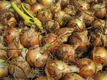 organic onions grown in garden mats weed barrier