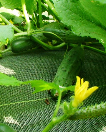 cucumbers growing in garden mats weed barrier