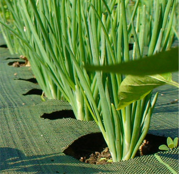 shallots growing in garden mats weed barrier