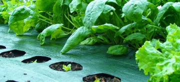 organic spinach thriving in garden mats weed barrier