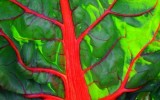 swiss chard