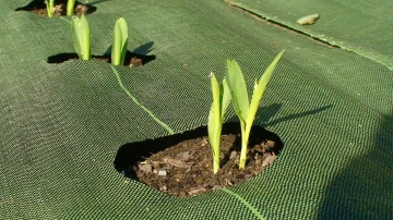 corn shoots sprouting in garden mats weed barrier