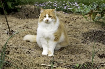cat in the garden, sitting on mulch