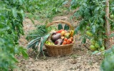 harvest of garden vegetables