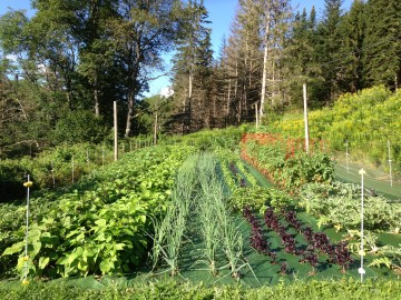 vegetable garden without weeds