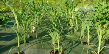 Corn growing in garden mats weed barrier