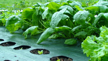 Organic spinach thriving in Garden Mats weed barrier